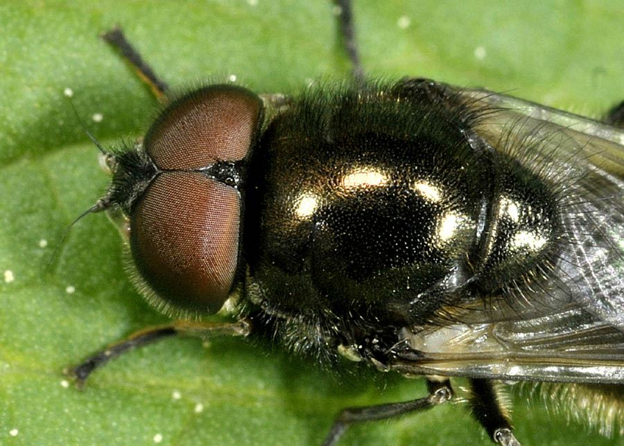 Syrphidae: cfr. Cheilosia sp. (o Heringia sp.), maschio